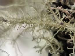 Attēlu rezultāti vaicājumam “Usnea hirta”