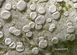 Attēlu rezultāti vaicājumam “Lecanora carpinea”