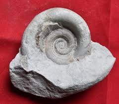 Attēlu rezultāti vaicājumam “Planorbis planorbis”