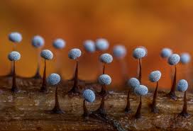 Attēlu rezultāti vaicājumam “Didymium megalosporum macro”