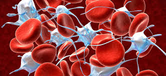 Image result for blood
