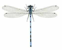 Attēlu rezultāti vaicājumam “Enallagma cyathigerum male”