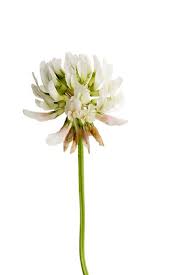 Attēlu rezultāti vaicājumam “Trifolium repens flower”