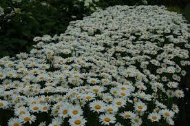 Image result for Chrysanthemum leucanthemum