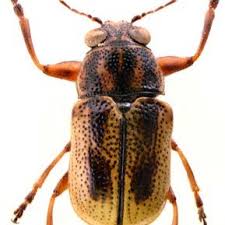 Attēlu rezultāti vaicājumam “Scaphisoma sp.”