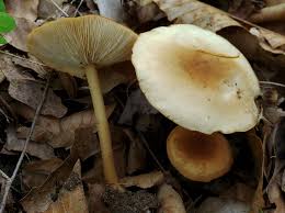 Attēlu rezultāti vaicājumam “Collybia sp.”