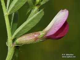 Attēlu rezultāti vaicājumam “Vicia angustifolia flower”