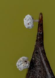 Attēlu rezultāti vaicājumam “Physarum, Nannengaella sp.”