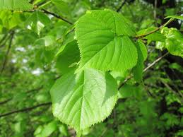 Attēlu rezultāti vaicājumam “Ulmus glabra”