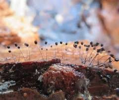 Attēlu rezultāti vaicājumam “Comatricha pulchella”