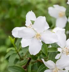 Attēlu rezultāti vaicājumam “Philadelphus lemoinei”