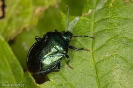 Attēlu rezultāti vaicājumam “Zicrona caerulea”