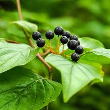 Attēlu rezultāti vaicājumam “Cornus sanguinea fruit”