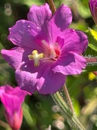 Attēlu rezultāti vaicājumam “Epilobium hirsutum”