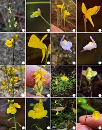 Attēlu rezultāti vaicājumam “Lentibulariaceae”