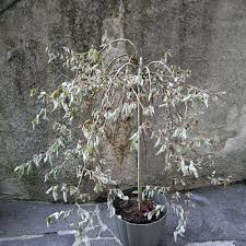 Attēlu rezultāti vaicājumam “Salix daphnoides leaf”