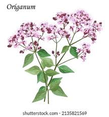Attēlu rezultāti vaicājumam “Origanum majorana flower”