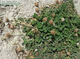 Attēlu rezultāti vaicājumam “Trifolium fragiferum”