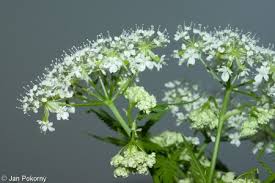 Image result for Myrrhis odorata