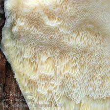 Attēlu rezultāti vaicājumam “Diplomitoporus flavescens”