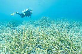 Attēlu rezultāti vaicājumam “Tubifera applanata”