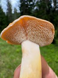 Attēlu rezultāti vaicājumam “Hydnum repandum”