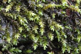 Attēlu rezultāti vaicājumam “Platyhypnidium riparioides”