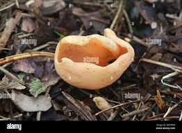 Attēlu rezultāti vaicājumam “Otidea onotica”