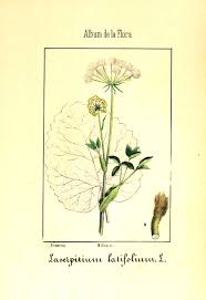 Attēlu rezultāti vaicājumam “Laserpitium latifolium flower”