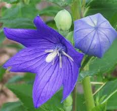 Attēlu rezultāti vaicājumam “Juglans cinerea flower”