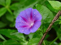 Image result for Ipomoea purpurea