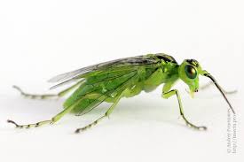 Attēlu rezultāti vaicājumam “Rhogogaster picta”