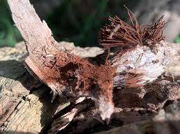 Attēlu rezultāti vaicājumam “Stemonitis splendens spores”