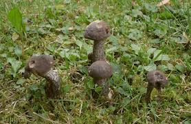 Attēlu rezultāti vaicājumam “Leccinum melaneum”