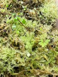 Attēlu rezultāti vaicājumam “Sphagnum palustre sporophyte”