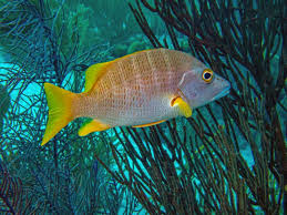 Image result for Lutjanus apodus