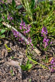 Attēlu rezultāti vaicājumam “Polygala comosa flower”