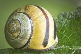 Attēlu rezultāti vaicājumam “Cepaea nemoralis”