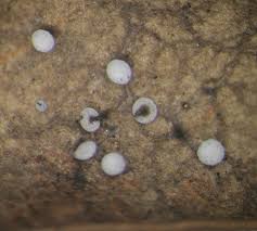 Attēlu rezultāti vaicājumam “Didymium clavus stalked”