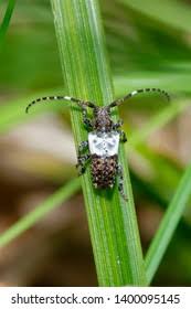 Attēlu rezultāti vaicājumam “Pogonocherus hispidulus”