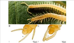 Attēlu rezultāti vaicājumam “Geophilidae”