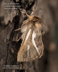 Attēlu rezultāti vaicājumam “Aphrophoridae nymph”