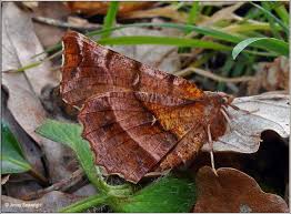Attēlu rezultāti vaicājumam “Selenia dentaria larva”