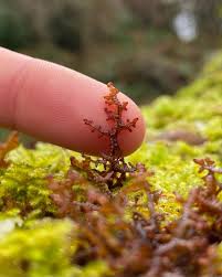 Attēlu rezultāti vaicājumam “Frullania tamarisci”