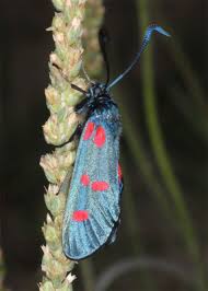 Attēlu rezultāti vaicājumam “Zygaena filipendulae”