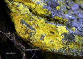 Attēlu rezultāti vaicājumam “Chrysothrix candelaris”