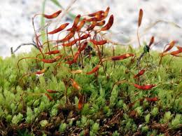 Attēlu rezultāti vaicājumam “Pohlia nutans sporophyte”