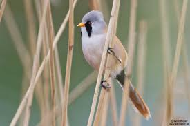 Attēlu rezultāti vaicājumam “Panurus biarmicus male”