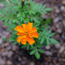 Attēlu rezultāti vaicājumam “Tagetes flower”