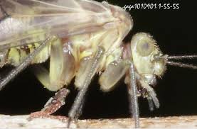 Attēlu rezultāti vaicājumam “Metylophorus nebulosus”